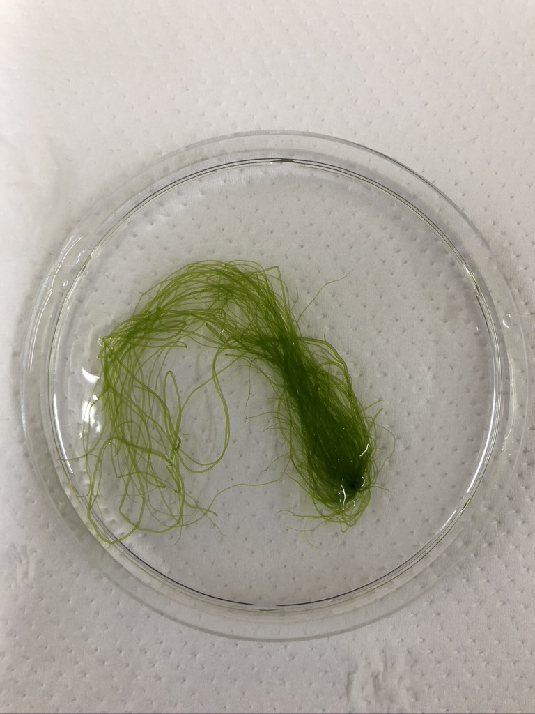 大型藻類(ミナミアオノリ)-2